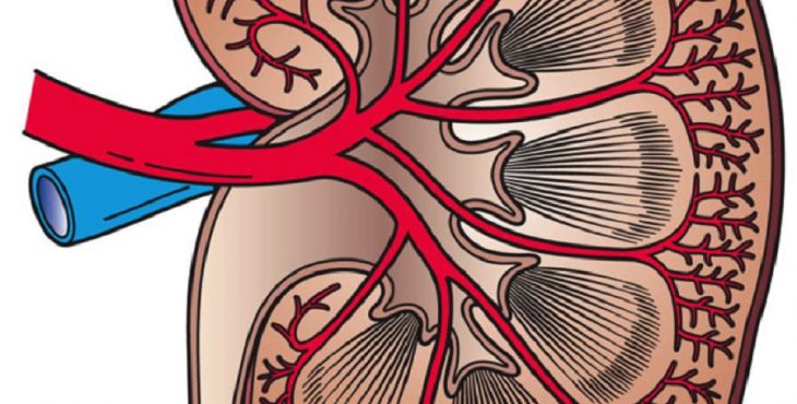 Los riñones son órganos que pueden ser afectados por las toxinas del estreptococo