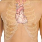 El corazón, ubicacion y relaciones anatomicas