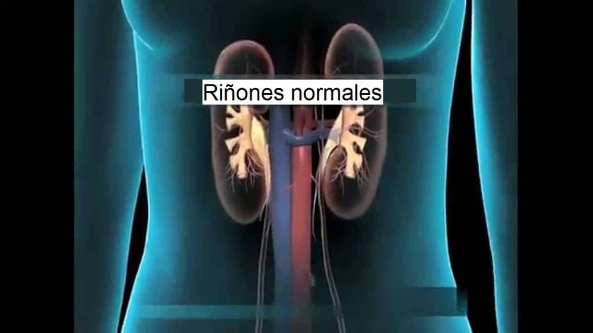El riñón y el sistema urinario