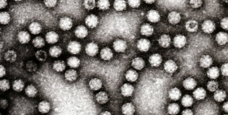 Los virus se encuentran entre las principales causas del resfriado común 