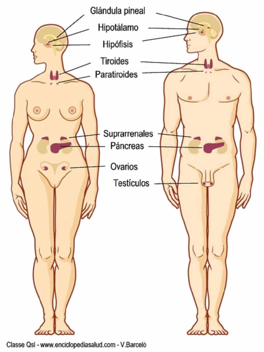 Las glándulas endocrinas y las hormonas son los integrantes del sistema endocrino