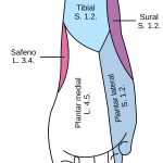 Estructura anatomica de los pies