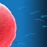 Solamente un espermatozoide sera capaz de fertilizar el ovulo