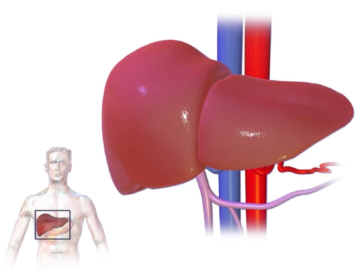 El funcionamiento de tu hígado de forma normal es básico para tu vida