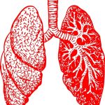 anatomia-del-tracto-respiratorio