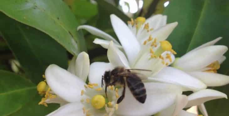 la miel se poliniza en los meses de mayo y abril