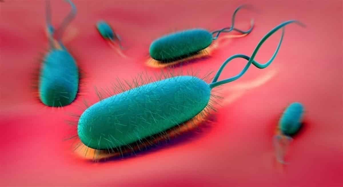 El tratamiento Helicobacter pyroli consiste en un protector de estómago y dos antibióticos.