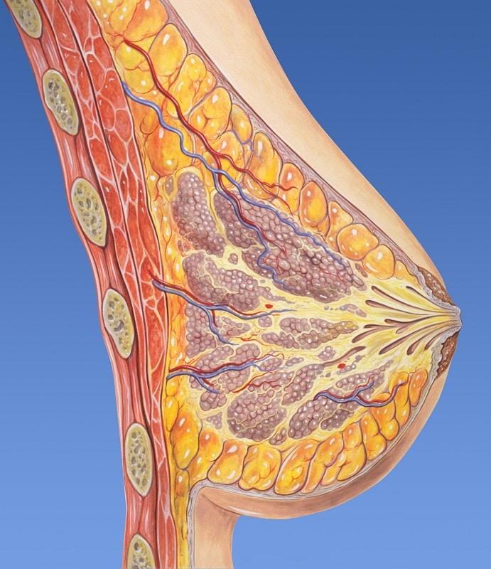 Los síntomas del cáncer de mama son muy variados y dependen de su estadio