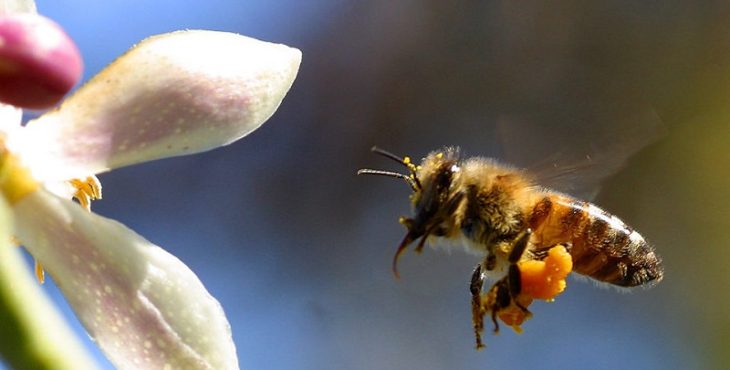 La apiterapia emplea el veneno de abejas para la curación o prevención