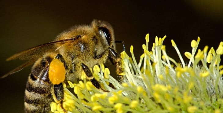 Para algunas personas las atractivas y laboriosas abejas pueden ser tan dañinas que las lleve a poner en riesgo su vida