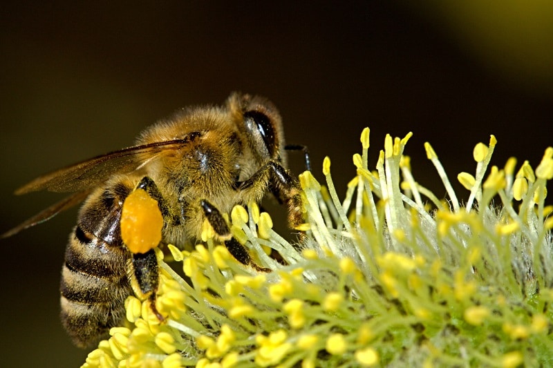 Para algunas personas las atractivas y laboriosas abejas pueden ser tan dañinas que las lleve a poner en riesgo su vida