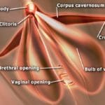 3-componentes del clitoris