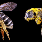 Abejas portadoras de polen