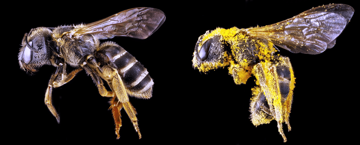 Las abejas transportan el polen entre las flores