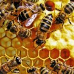 Apiterapia con miel de abejas