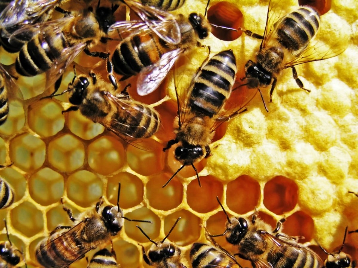 Miel y medicina natural: garantía de salud y bienestar