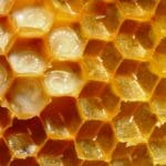 Panal de abejas productoras de miel