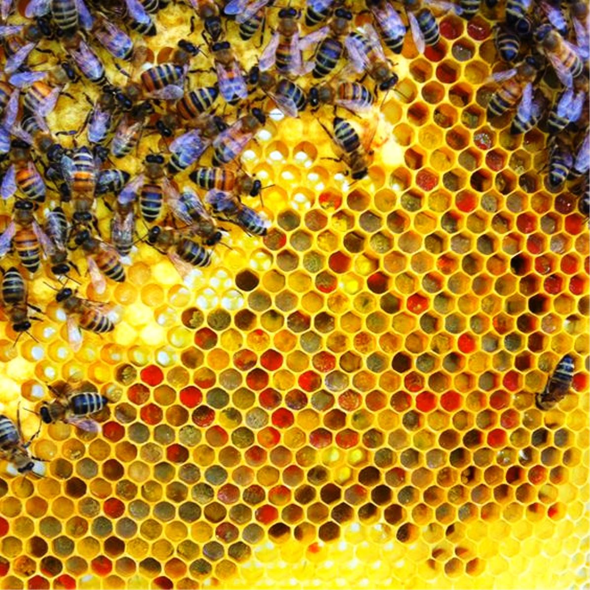 Las abejan producen miel de acuerdo al tipo de polen
