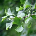 Ginkgo biloba propiedades de las hojas