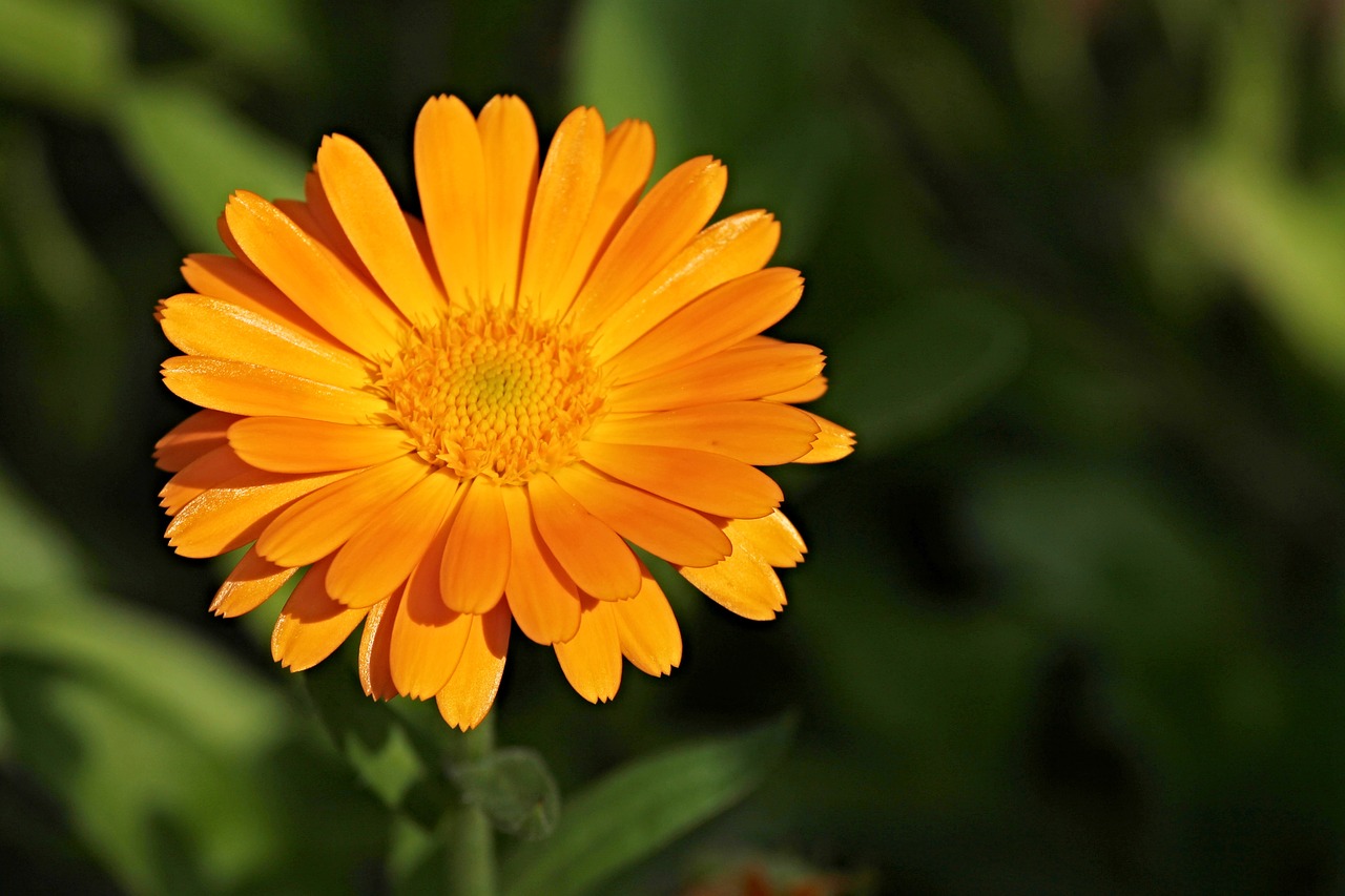 Caléndula: una flor milagrosa para embellecer tu piel en pocos pasos