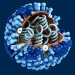 Representacion esquematica de la ultarestructura de los virus que causan la gripe estacional