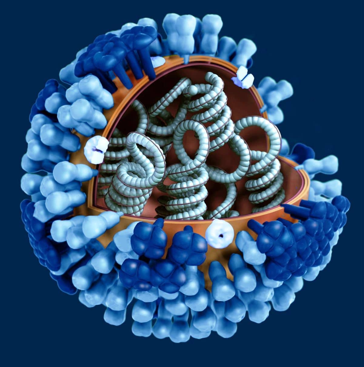 Los diferentes tipos de virus de influenza se caracterizan pro componentes especificos en su estructura