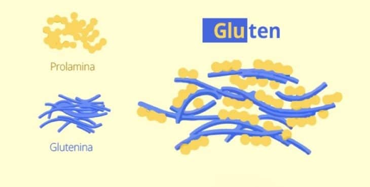 Compuestos del gluten