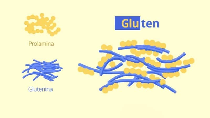 Compuestos del gluten