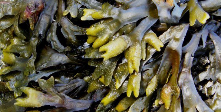 Kelp: un alimento saludable
