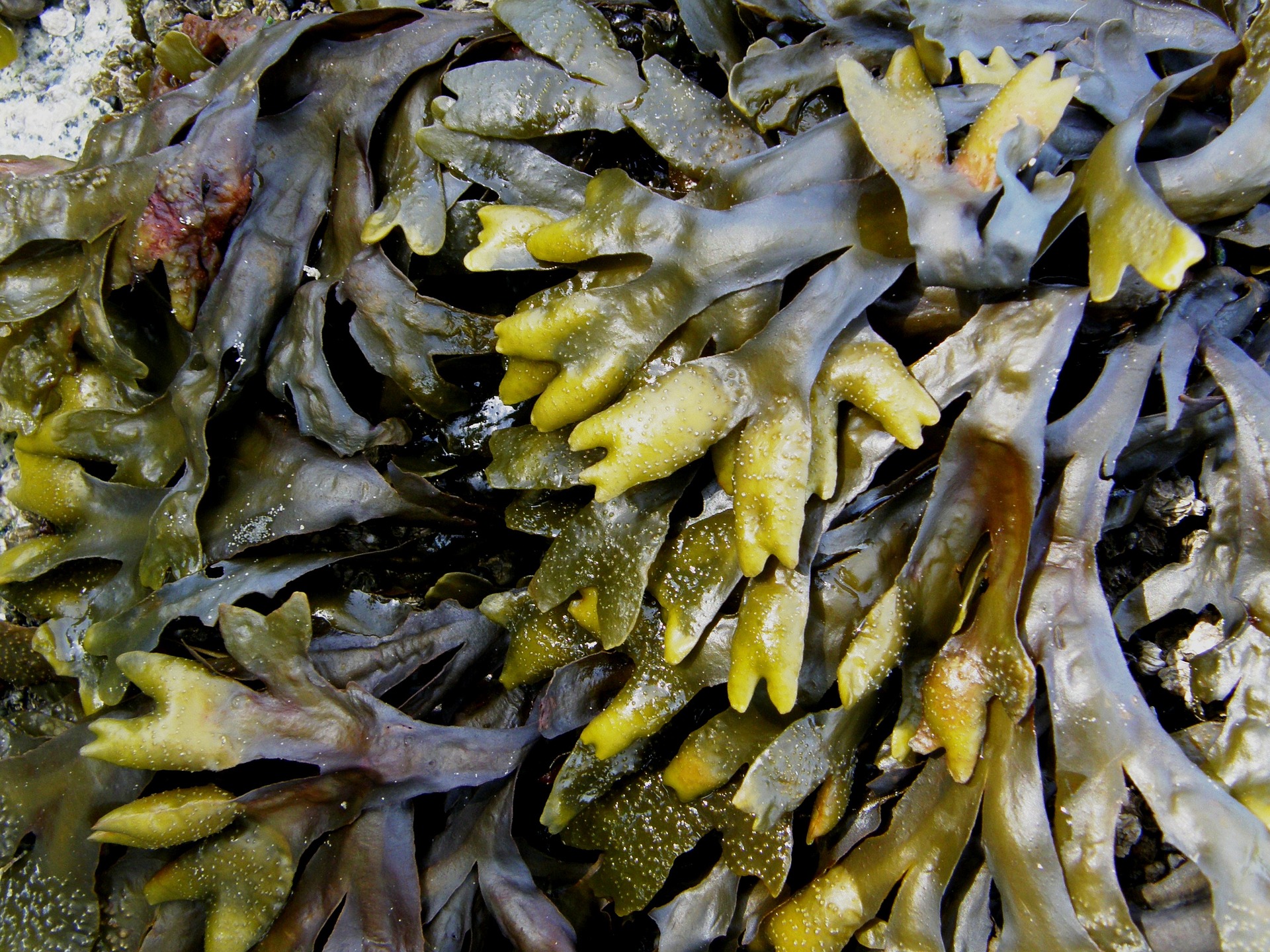 Kelp: un alimento saludable