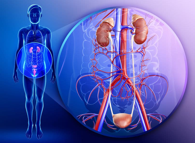 Órganos del sistema urinario