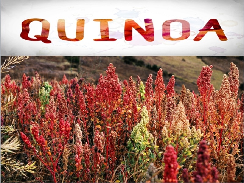 Plantación de quinoa