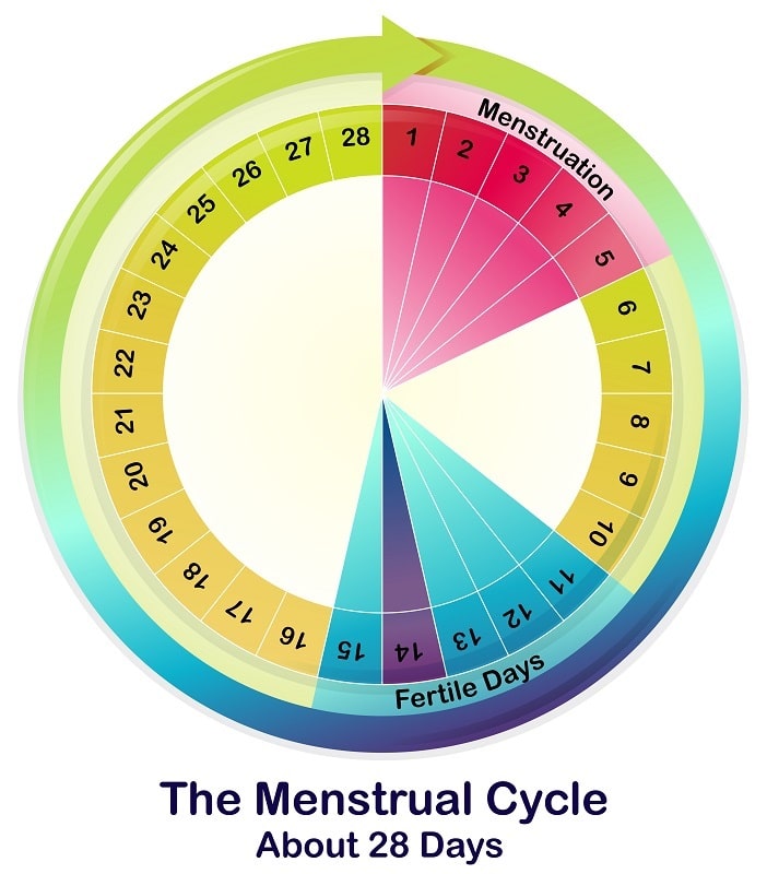 Calculadora de días fértiles: todos los detalles que debes conocer