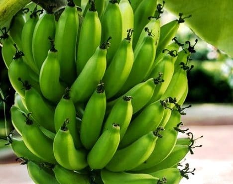 Con la ingestión de plátanos puedes lograr satisfacer las demandas nutricionales de potasio, fibra y vitamina C
