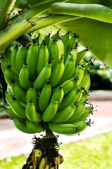 Con la ingestión de plátanos puedes lograr satisfacer las demandas nutricionales de potasio, fibra y vitamina C