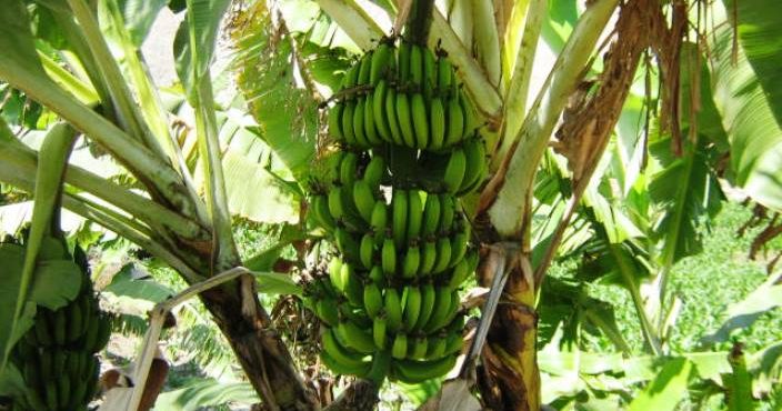 3.La salud cardiovascular se beneficia con el consumo de plátanos