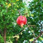 Arbol de granada con el fruto