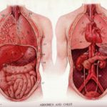 Localización anatómica del páncreas