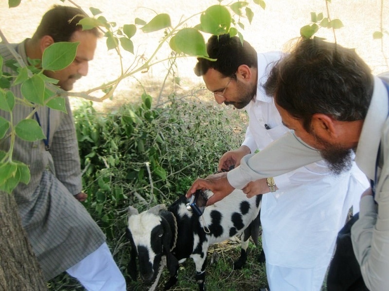Examinando a ganado bovino