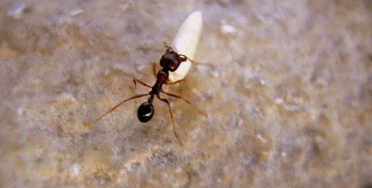 Arroz blanco contra hormigas