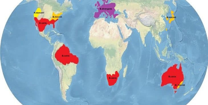 Distribución geográfica de la babesia