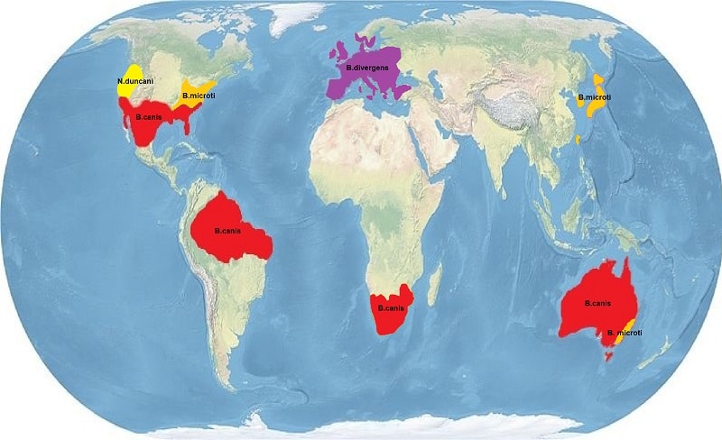 babesiosis Distribución geográfica de la babesia