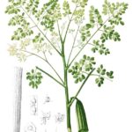 5-Vainas, hojas, semillas y flores de la Moringa oleífera